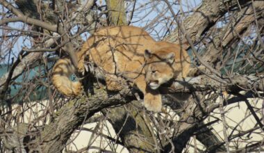 A look back at some wildlife sightings within F-M city limits - InForum