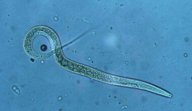 Vitamin B12 study shows diet can shape inheritance