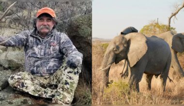 US Millionaire Killed By Elephant Herd While Hunting Antelope In African Jungle