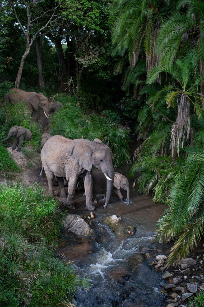 Will Burrard-Lucas won the Wildlife & Nature category with a series of images taken using a remote camera trap installed at a river crossing in the Maasai Mara National Reserve in Kenya.