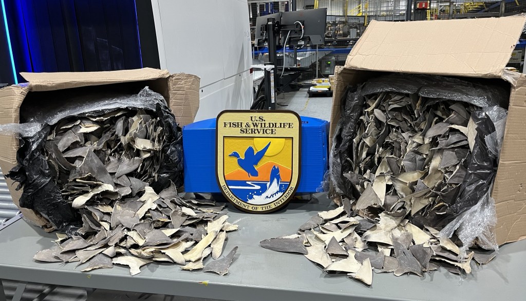 Two boxes overflowing with dried shark fins, with a U.S. Fish & Wildlife Service seal in between them.