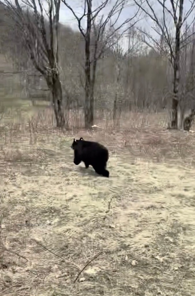 bear
