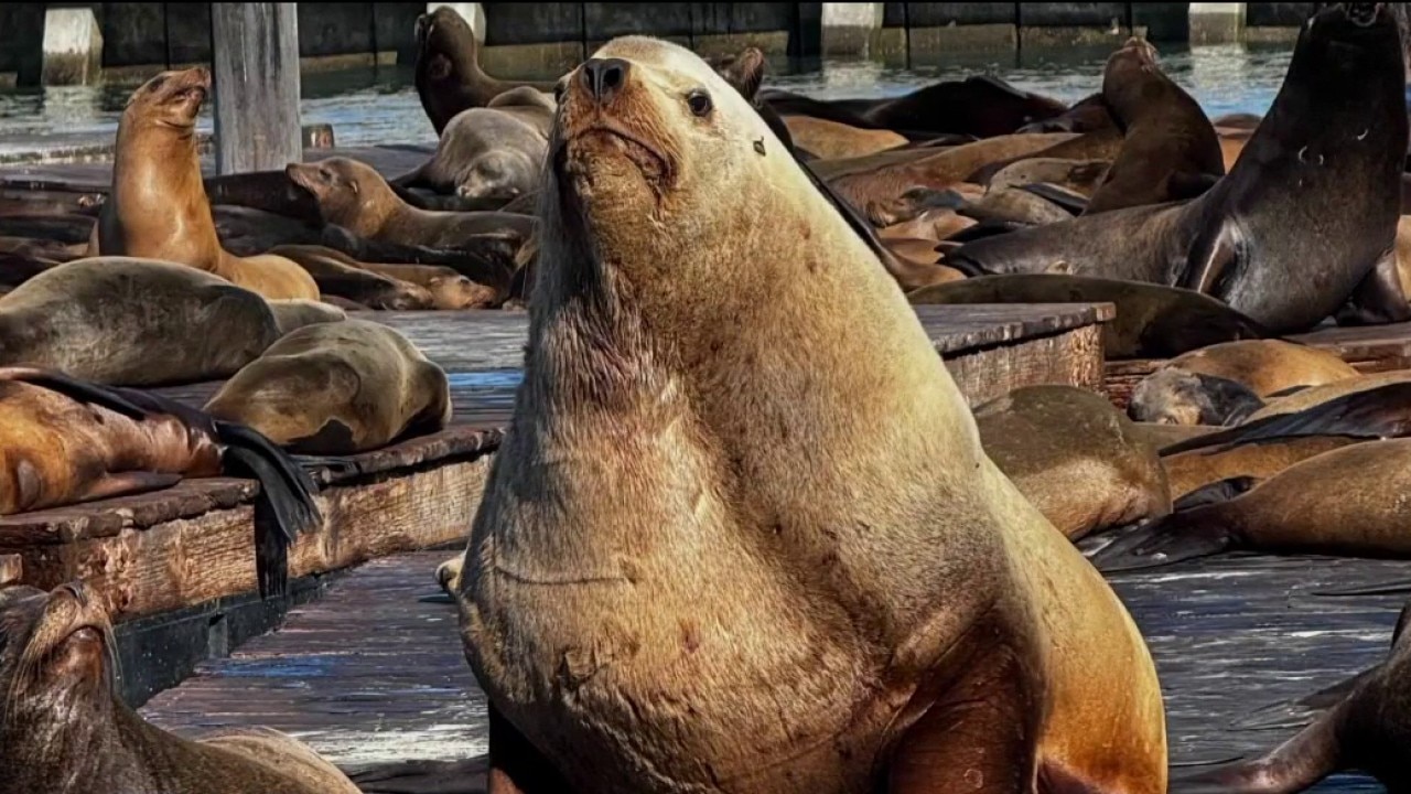 Chonkers the sea lion, SF Pier 39's massive new attraction