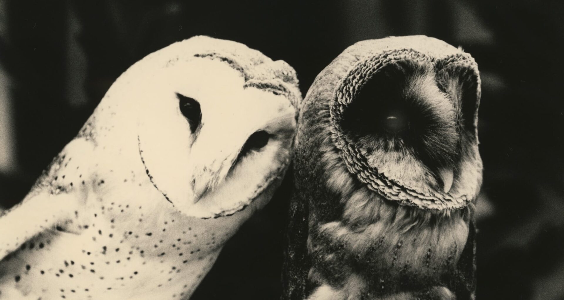 A black-and-white photo of two owls