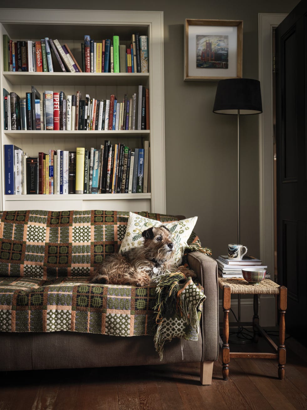 cosy living room scene with a dog on a couch and bookshelves in background