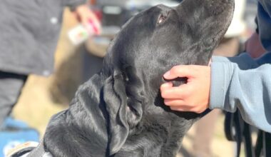 Hero Dog's Life-Saving Career Documented In 'Zzaslow K-457'