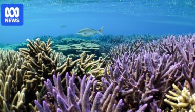 Abrolhos Islands coral reef shows resistance to climate bleaching, study finds