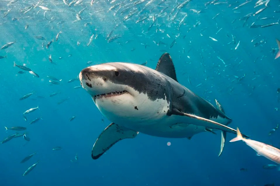 Great white shark swimming amongst smaller fish