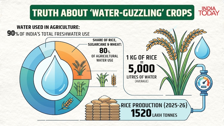 An infographic about rice's water consumption.