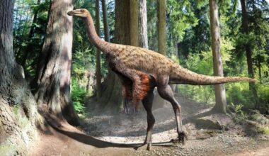 Tail belonging to strange ostrich-like dinosaur discovered off coast of Canada