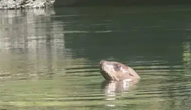 A Sea Lion's Recent Journey up Trinity River is 'Unusual' | Lost Coast Outpost