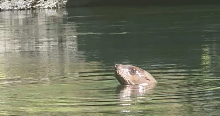 A Sea Lion's Recent Journey up Trinity River is 'Unusual' | Lost Coast Outpost
