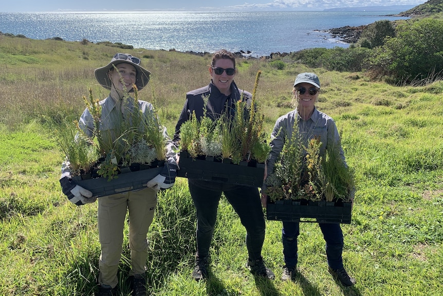 Three women holding seedlings for planting on a grassy surface with the sea in the background