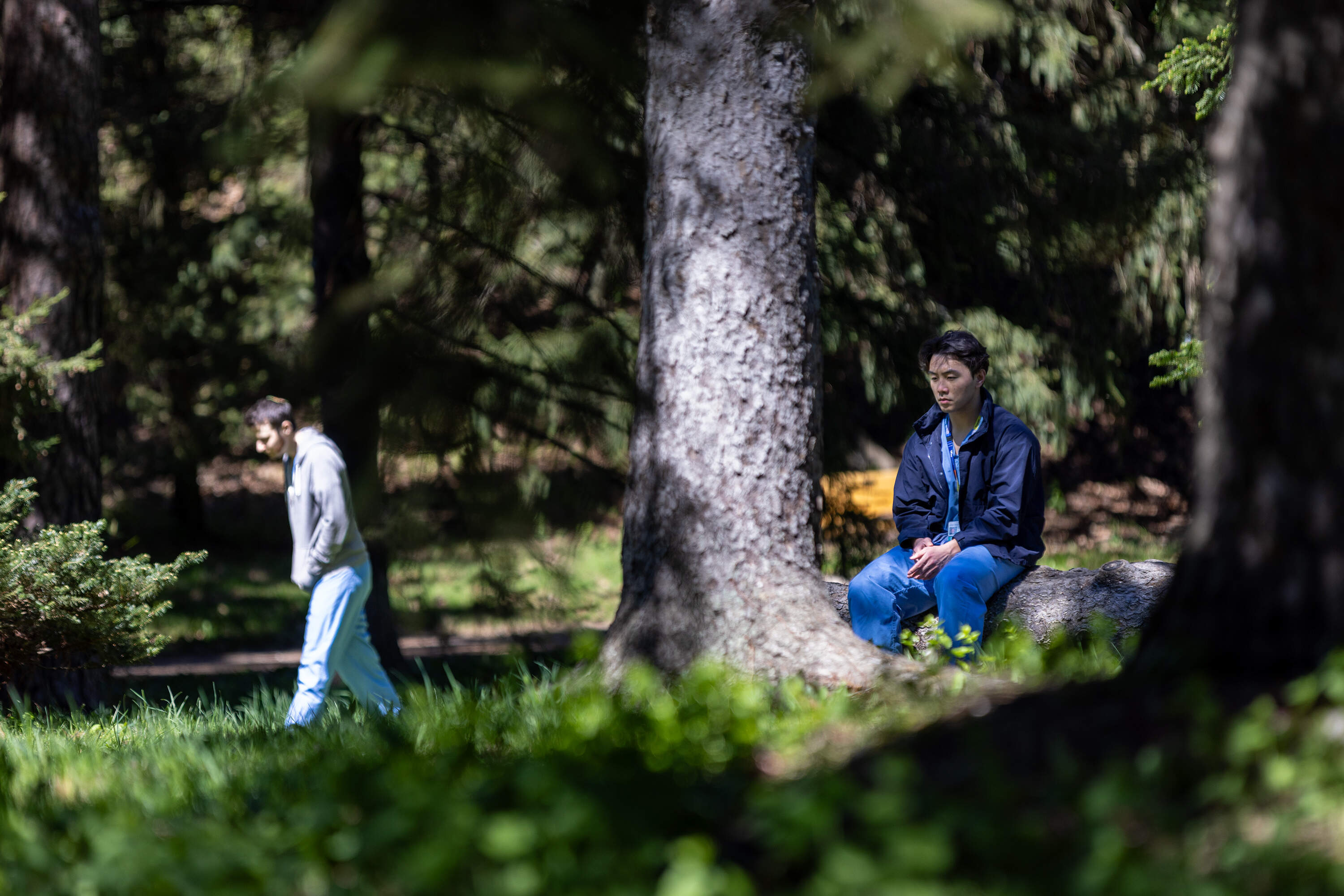 Dr. Eli Schwamm walks through the trees while Dr. Michael Pang meditates on a tree stump in the Arnold Arboretum during a forest therapy session. (Jesse Costa/WBUR)