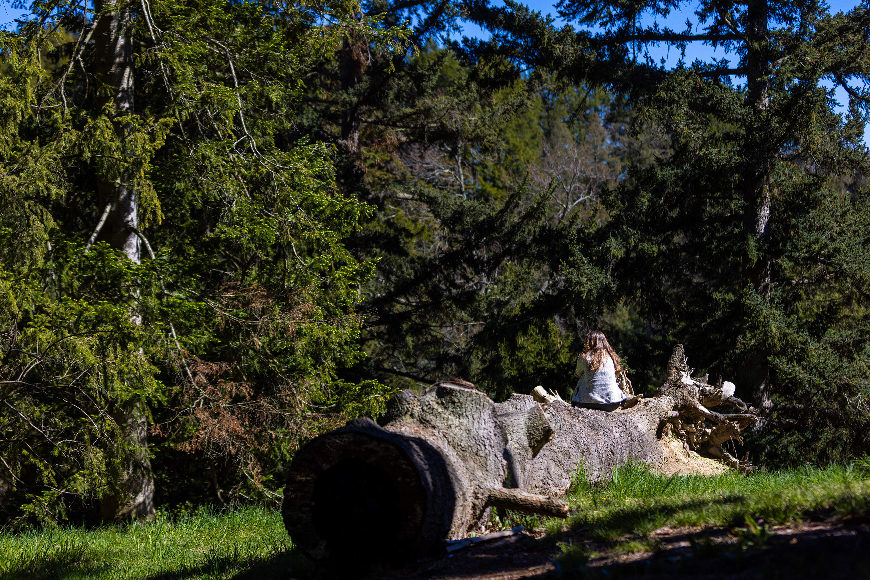 Second year medical student Daniela Limbania relaxes on a fallen tree looking across Harvard's Arnold Arboretum during a forest therapy session. (Jesse Costa/WBUR)