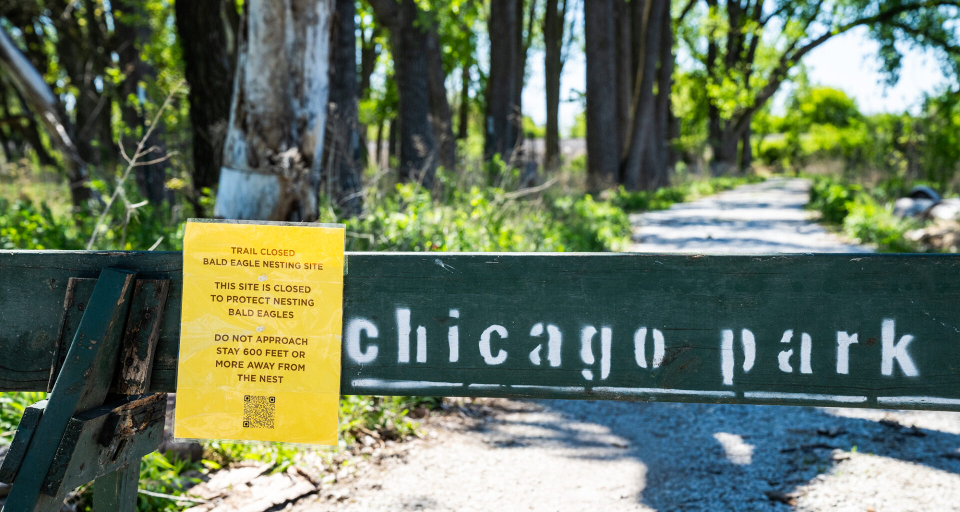 Baby Eagles' Nest Gets Extra Protection As Park District Blocks Far South Side Trail