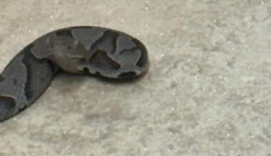 Homeowner shares photo of mystery snake spotted in North Carolina basement