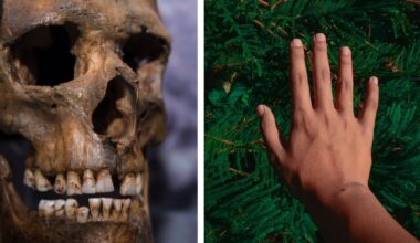 Scientists think humans developed right-handedness thanks to these 2 factors