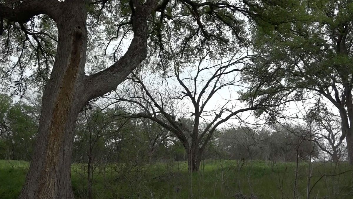 OVERGROWN PECAN VALLEY GOLF COURSE WHICH HELPD THE PGA CHAMPIONSHIP IN 1968