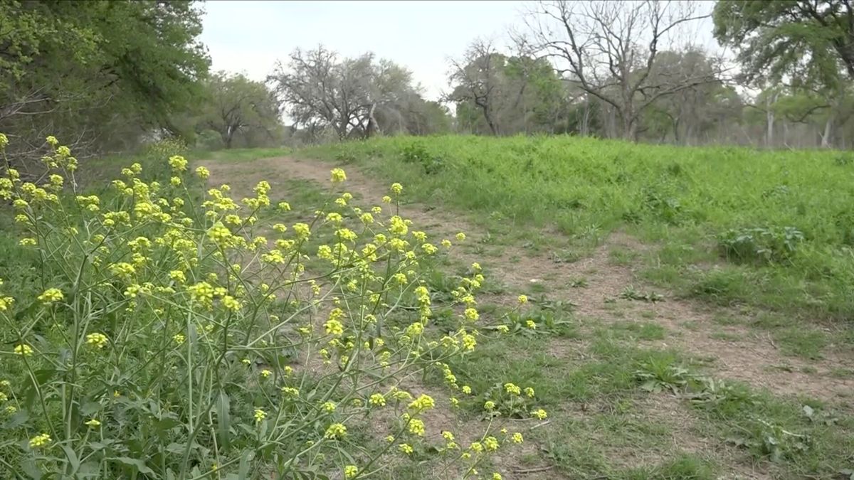 SCREENGRABS SHOWING AN OVERGROWN PECAN VALLEY GOLF COURSE WHICH HELPD THE PGA CHAMPIONSHIP IN 1968