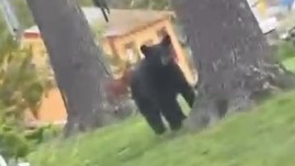 A black bear is captured on camera in the West Shore Drive area of Exeter. (Via Chime In)