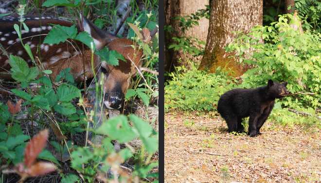 baby fawn, baby bear