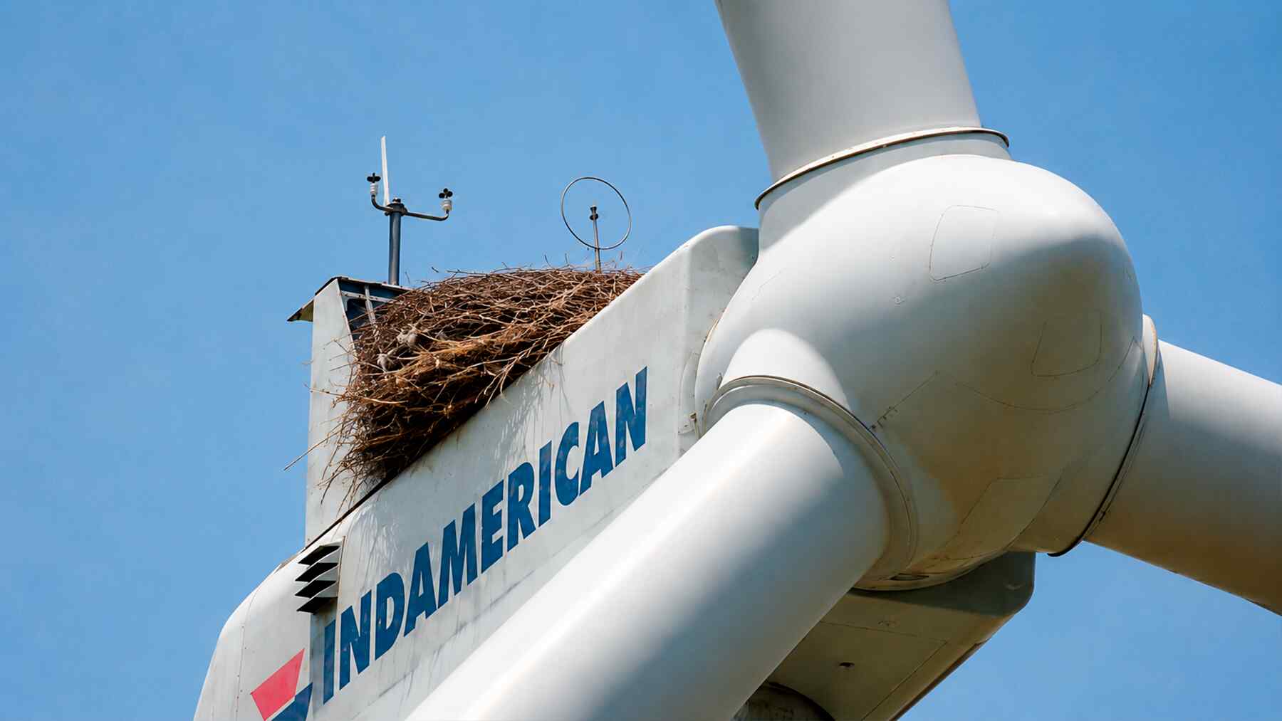 We were told wind farms would drive birds away until prairie chickens ignored the turbines completely and kept building their nests right beside them
