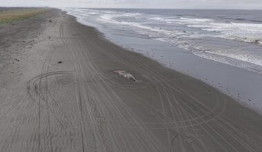 Rising gray whale deaths in Washington linked to Arctic ecosystem shifts, researchers say