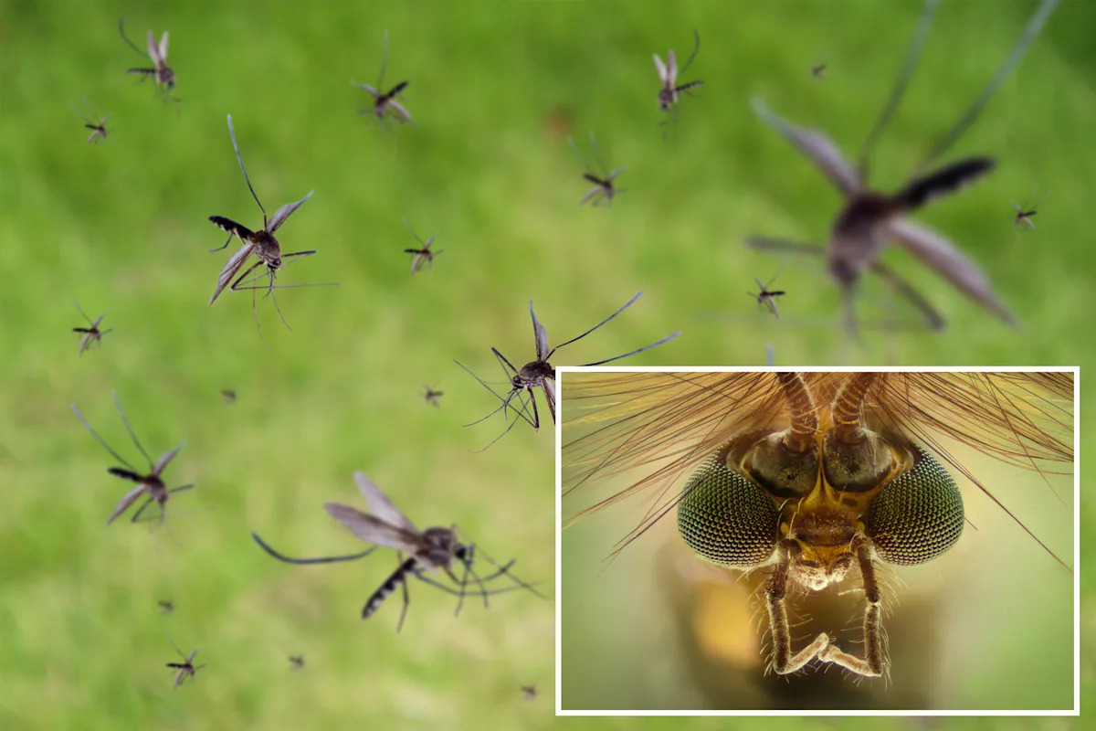 Google planning to release millions of mosquitoes into California to help stop diseases