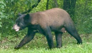 Black bears spotted in Utica area, authorities urge caution