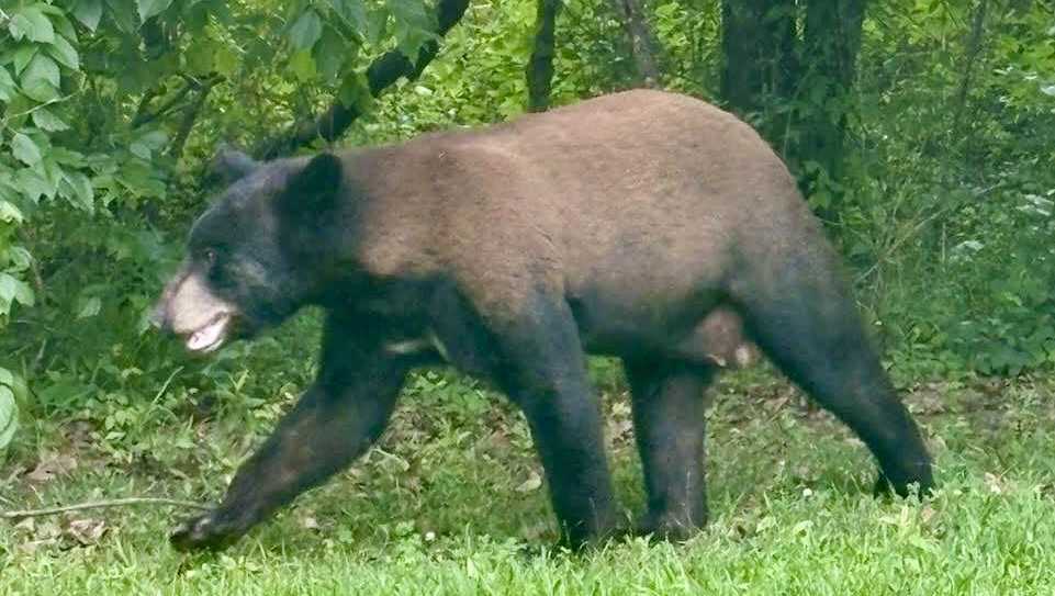 Black bears spotted in Utica area, authorities urge caution