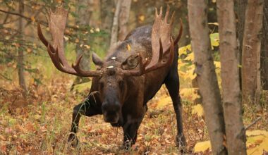 Moose were hunted to extinction in Germany. Now they're returning thanks to Polish conservationists