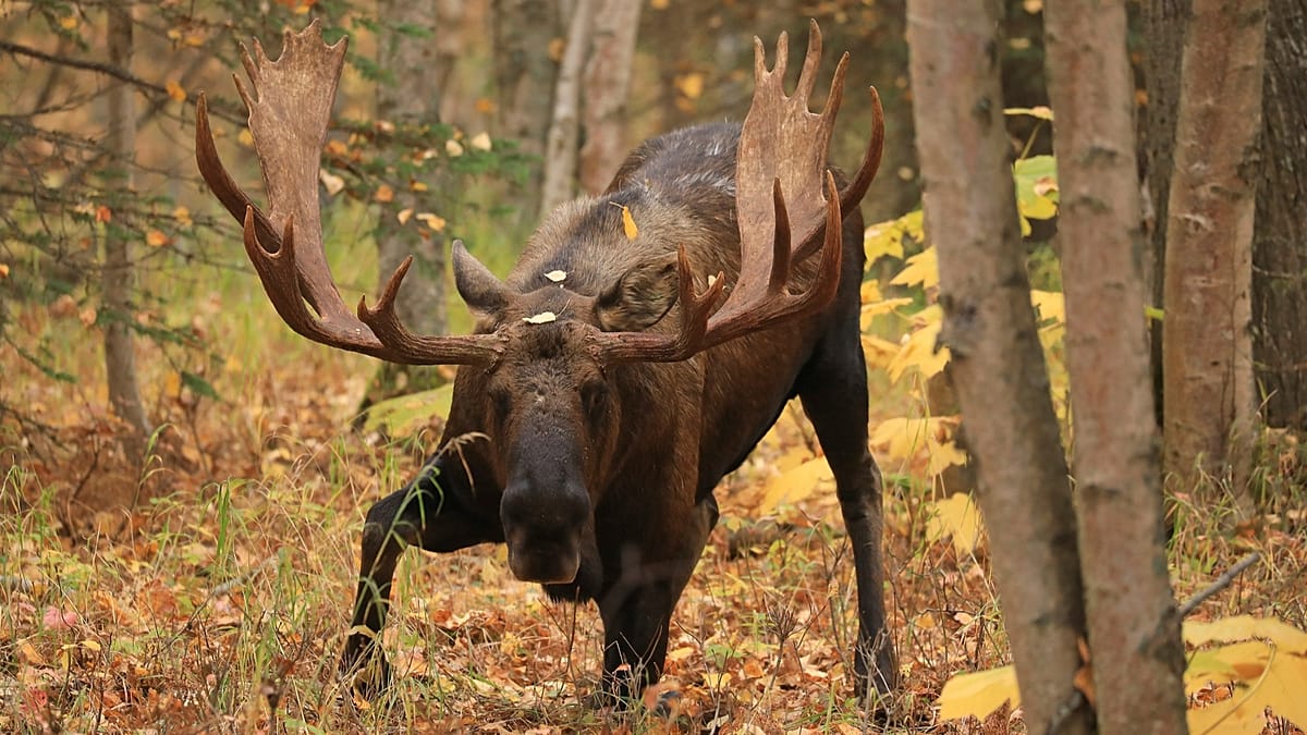 Moose were hunted to extinction in Germany. Now they're returning thanks to Polish conservationists