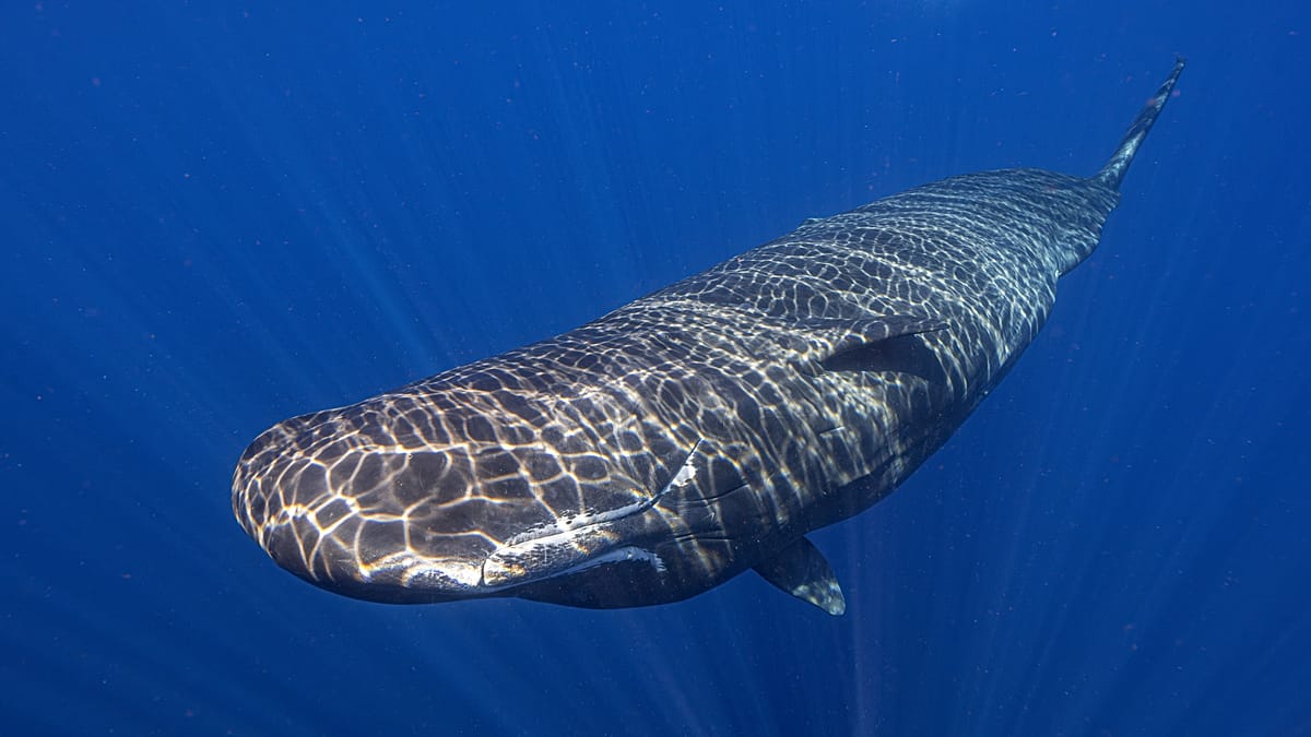Rise in dolphin and whale sightings in Cyprus prompts increased protection measures