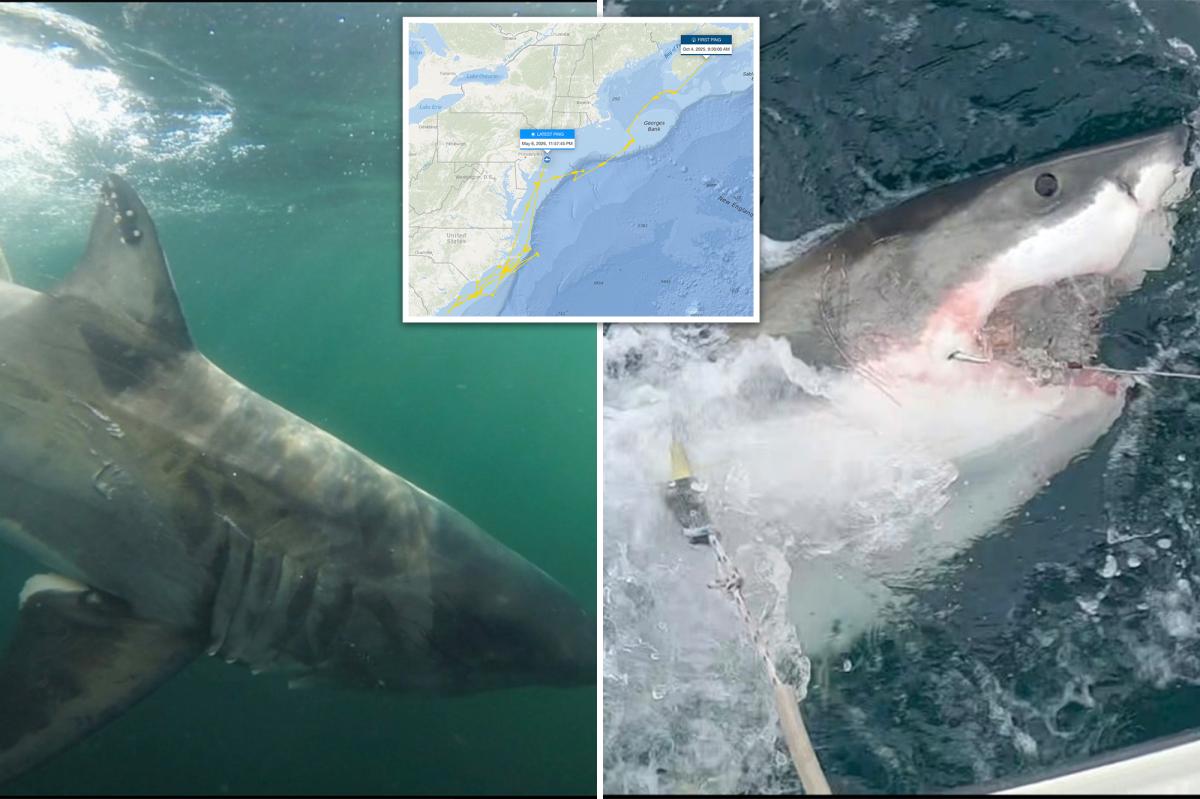 Beachgoers beware! First great white of season spotted off Jersey coast