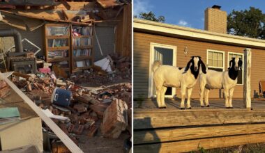 Pet goats save family's lives after killer tornado demolishes their home