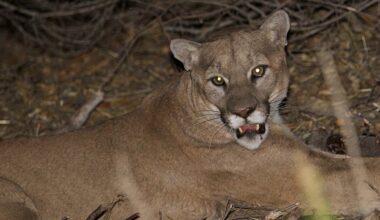 Mountain Lion Sightings Reported in Santa Barbara