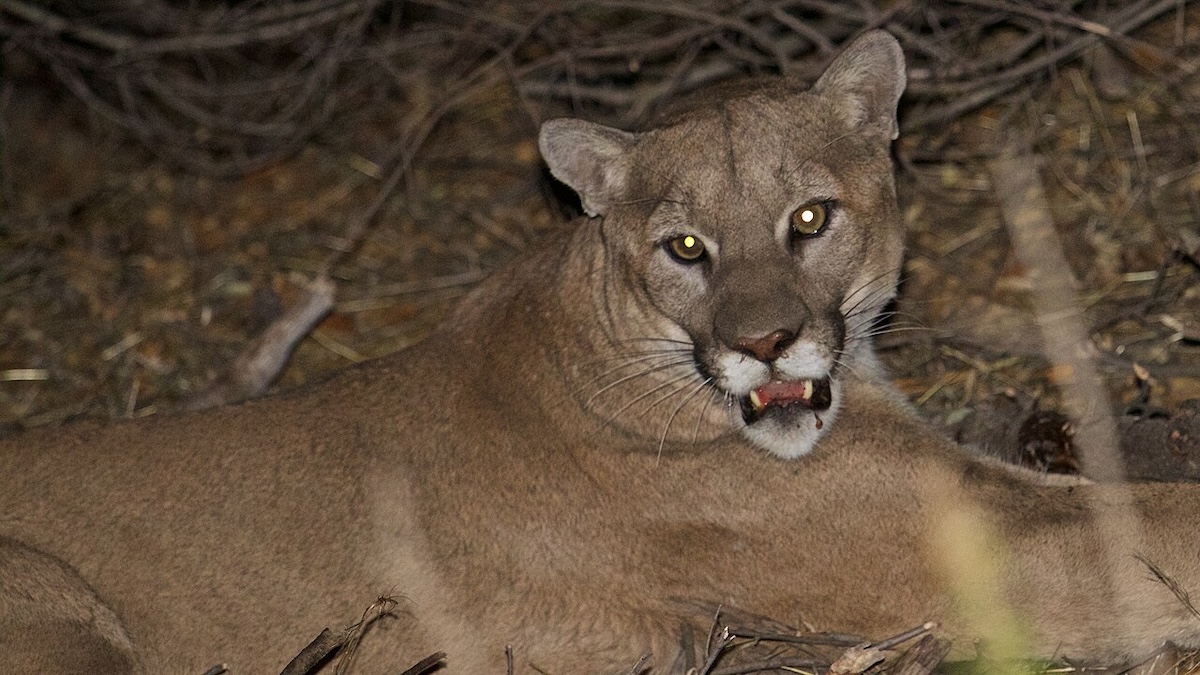 Mountain Lion Sightings Reported in Santa Barbara