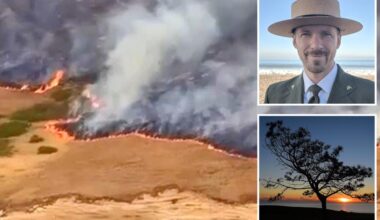 'World’s rarest’ trees threatened by devastating Santa Rosa island wildfire