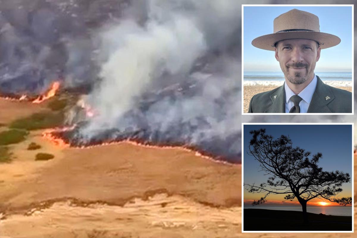 'World’s rarest’ trees threatened by devastating Santa Rosa island wildfire