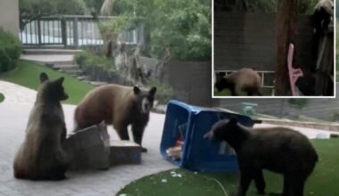 Woodland Hills invaded by family of brown bears