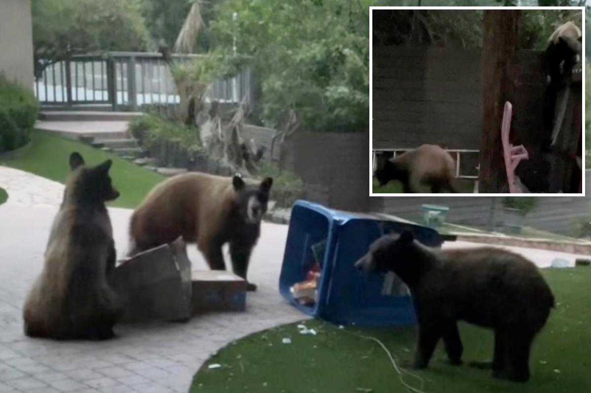 Woodland Hills invaded by family of brown bears
