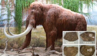 Scientists hung onto woolly mammoth fossils for 70 years — then discovered a huge mistake: 'Something was amiss'