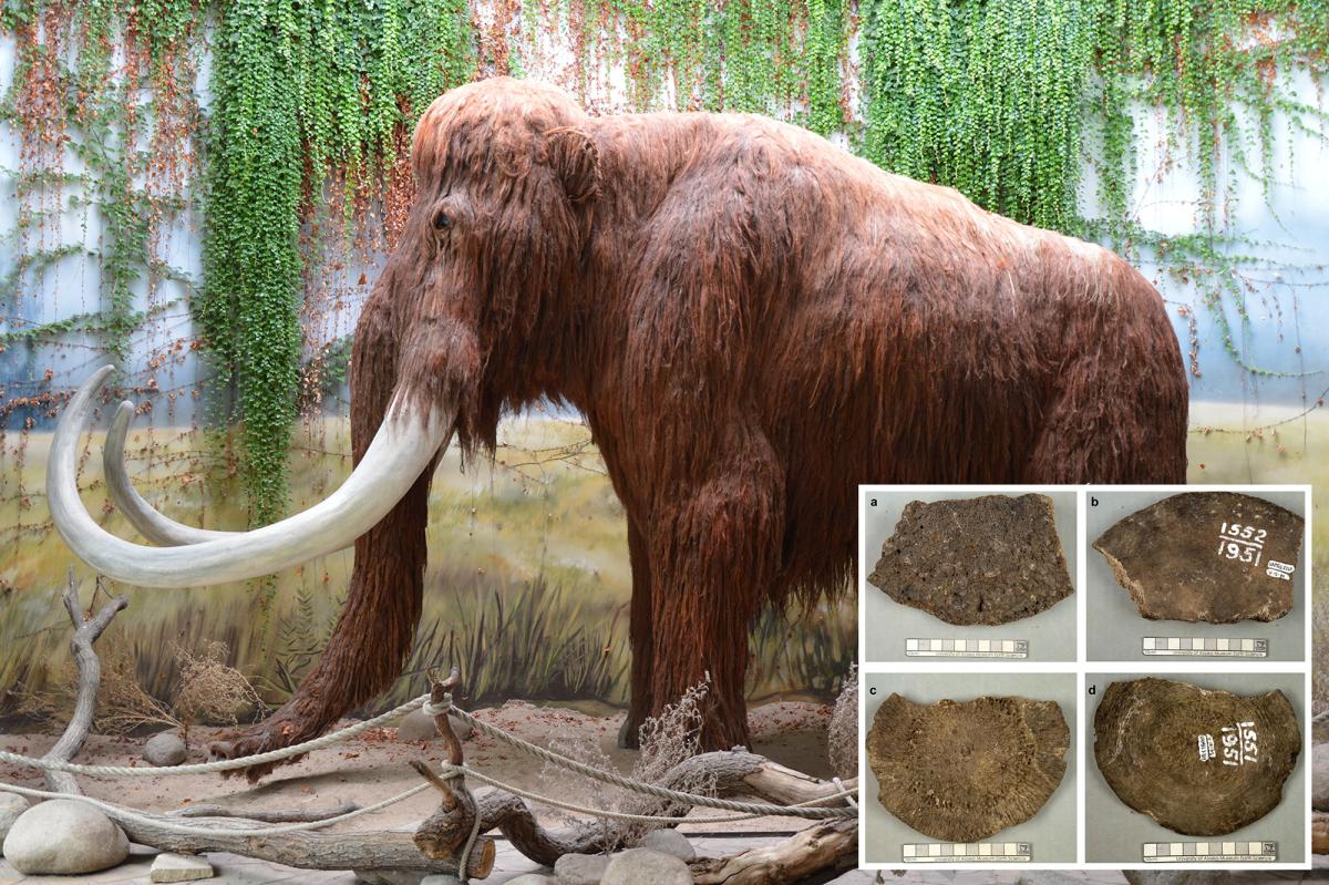Scientists hung onto woolly mammoth fossils for 70 years — then discovered a huge mistake: 'Something was amiss'