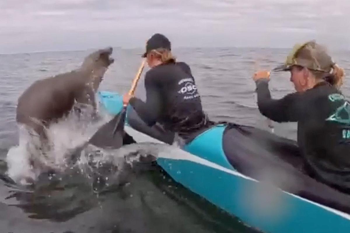 Sea lion makes splash at Monterey Bay race as it joins canoe crew
