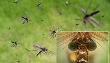 Google planning to release millions of mosquitoes into California to help stop diseases