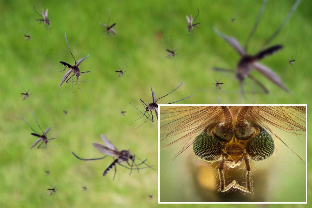 Google planning to release millions of mosquitoes into California to help stop diseases
