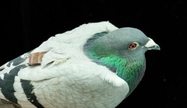 Scientists Say They've Solved Century-Old Pigeons 'Mystery'
