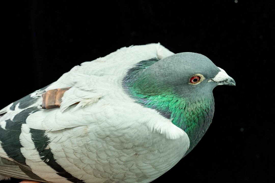 Scientists Say They've Solved Century-Old Pigeons 'Mystery'