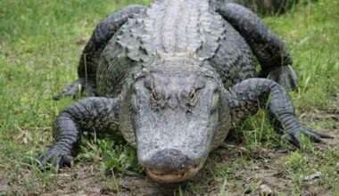 Here’s what causes nearly every gator attack in Florida, experts warn